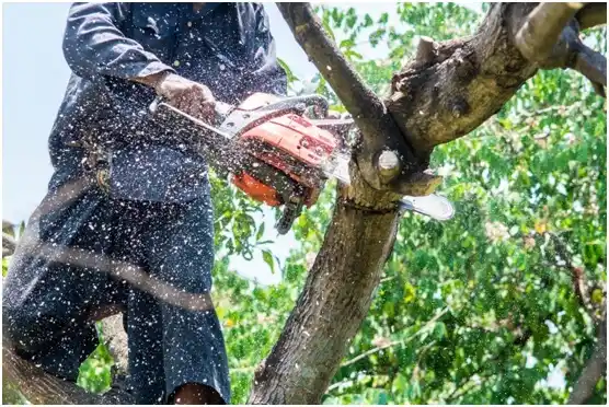 tree services Grapeview